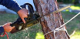 Best Tree and Shrub Care  in Oostburg, WI