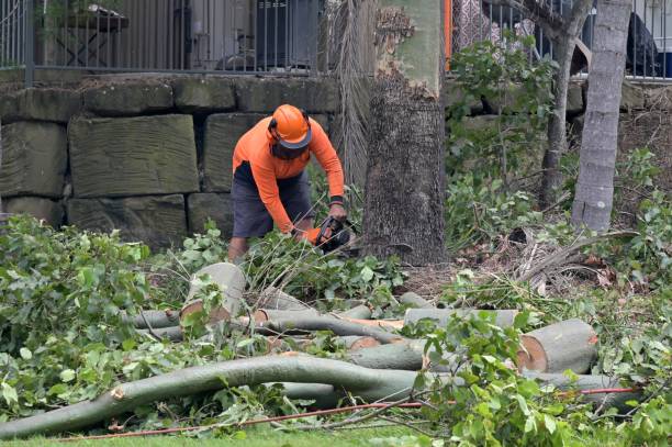 Best Storm Damage Tree Cleanup  in Oostburg, WI