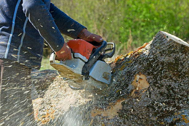 Best Tree Disease Treatment  in Oostburg, WI